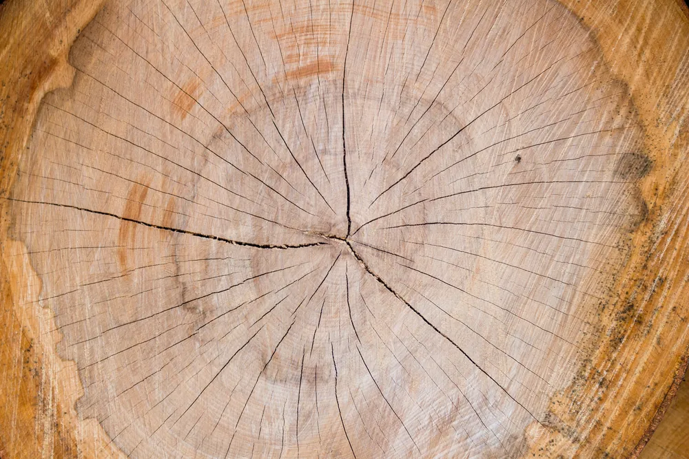 Cross-section of a cut tree trunk showing growth rings and cracks