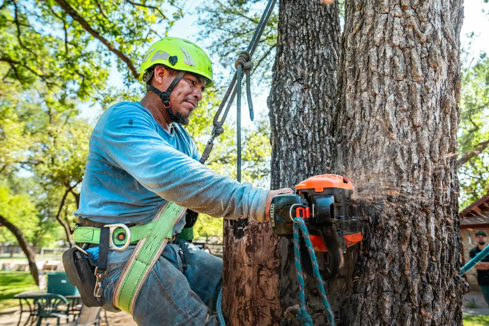 Climber in a harness cutting into a large oak trunk above a park lawn