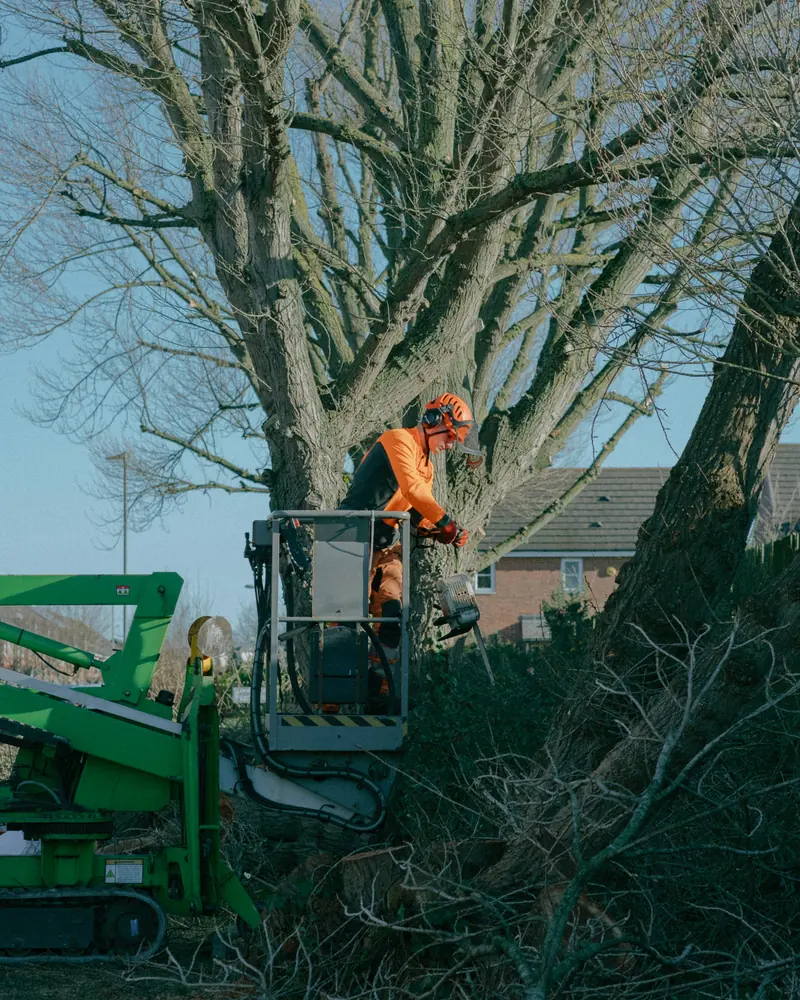 Worker in a lift bucket cutting branches from a tall bare tree beside houses